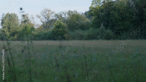 Wiese