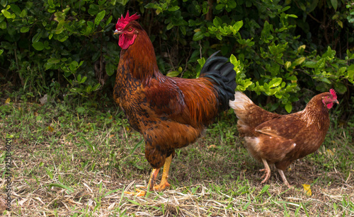 Each rooster with his hen