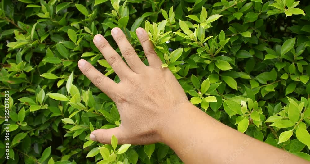Hand's man touching green plants wall, Close up and slow Motion. Hand's man touching green plants wall, Close up and slow Motion.