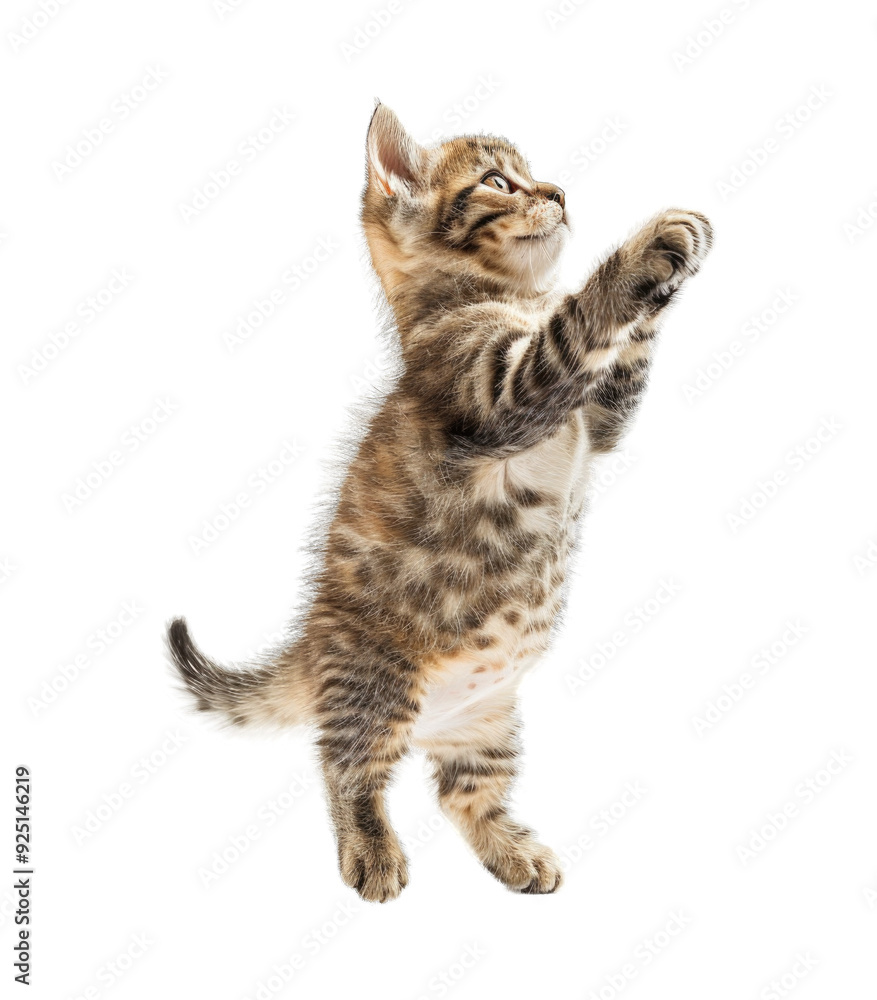 Fototapeta premium Little pet kitten jumping isolated on transparent background cutout PNG