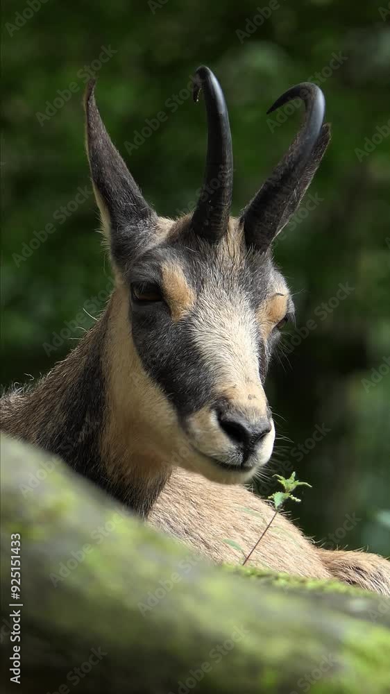 Animal Vertical Video in 4k Animal Vertical Video in 4k