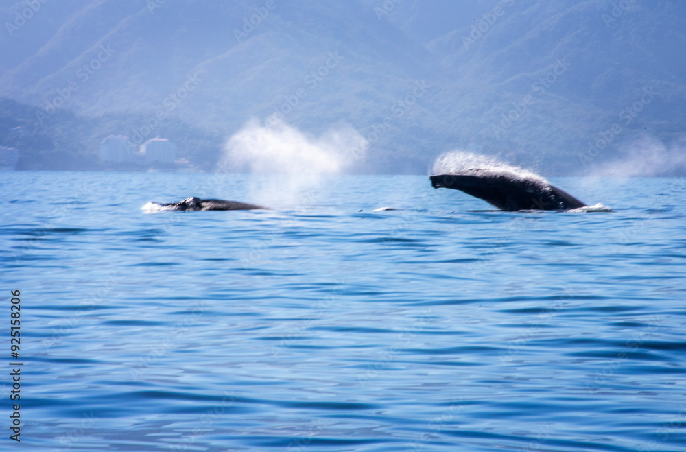 Whales durring mating/birthing season in Banderas Bay, Mexico. Whales durring mating/birthing season in Banderas Bay, Mexico.