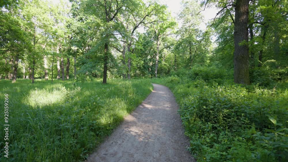 Walk in the summer forest. The rays of the sun break through the branches of trees. Green grass, trees in yellow, green, red leaves. Beautiful path in the forest. Walk in the summer forest. The rays of the sun break through the branches of trees. Green grass, trees in yellow, green, red leaves. Beautiful path in the forest.