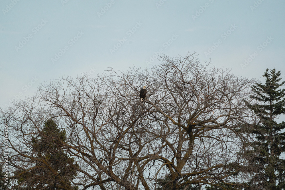 bald eagle on a tree bald eagle on a tree