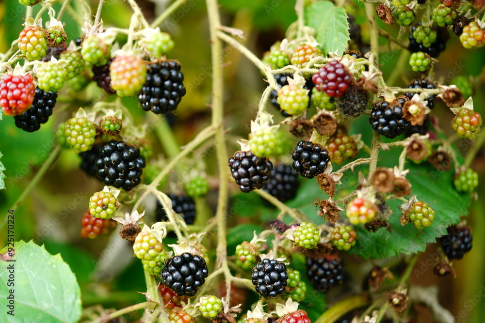 Wild blackberries (Rubus Rosoideae) growing in northern Germany in July, partially ripe, sweet and black. The twigs are full of thorns and barbs. Garbsen, Germany. Wild blackberries (Rubus Rosoideae) growing in northern Germany in July, partially ripe, sweet and black. The twigs are full of thorns and barbs. Garbsen, Germany.