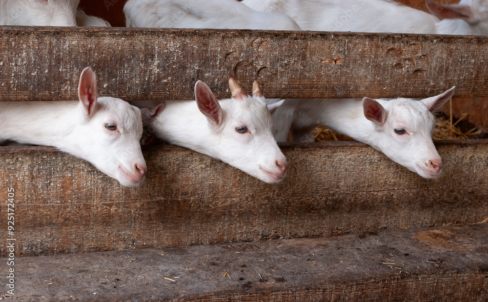 Three white young goats looking through the fence in the farm Three white young goats looking through the fence in the farm