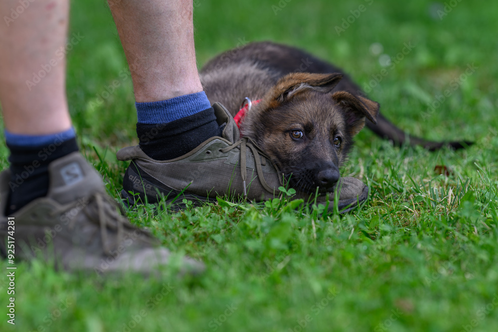 A baby shepherd is resting its head on a shoe on its foot.
A baby shepherd is resting its head on a shoe on its foot.