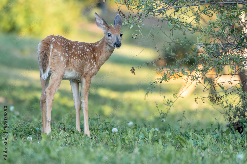 baby deer portrait animal green nature baby deer portrait animal green nature