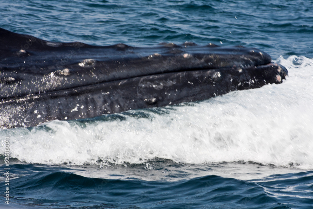 Fototapeta premium humpback head