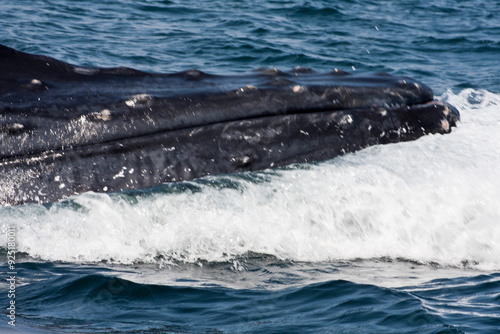 humpback head photo