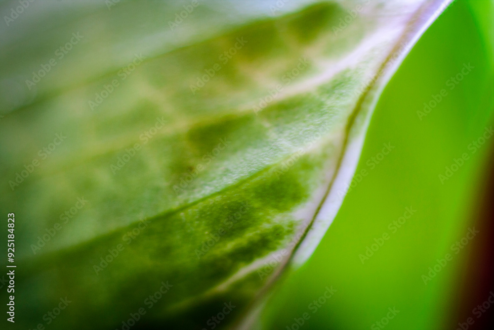 green leaf macro green leaf macro