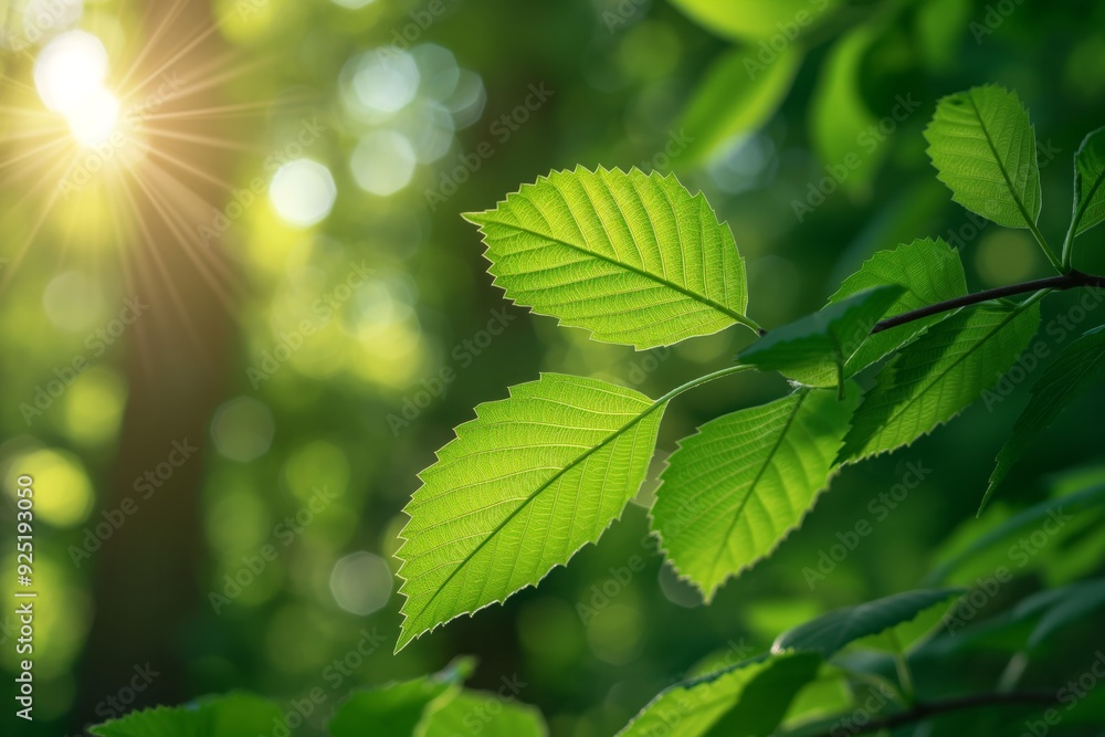 Sun shining through fresh green leaves in spring forest Sun shining through fresh green leaves in spring forest