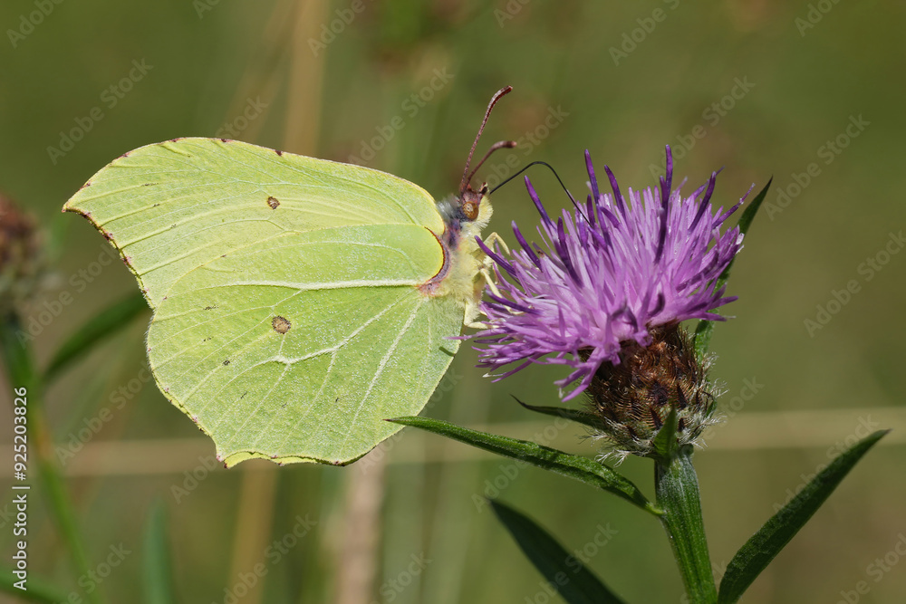 Closeup on a green European Brimstone butterfly, Gonepteryx rhamni, drinking nectar from a purple knapweed flower Closeup on a green European Brimstone butterfly, Gonepteryx rhamni, drinking nectar from a purple knapweed flower