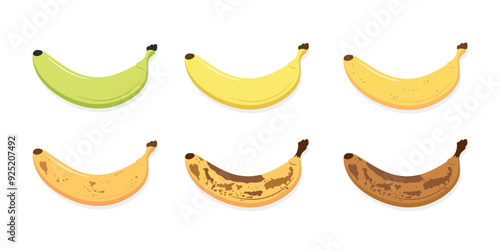 Banana ripeness stages set. From green underripe banana to overripe banana with brown spots. Fresh ripe and organic rotten banana fruit. Vector illustration