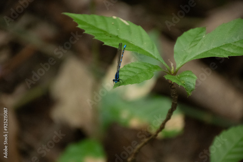 Libélula pousada na folha