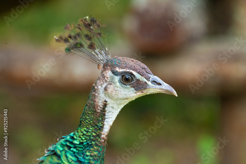 Detalhes das penas na cabeça do pavão