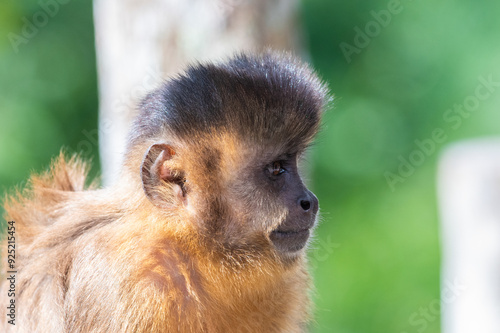 Macaco olhando parao lado