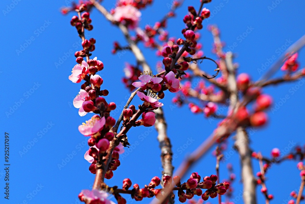 Branches of a blossoming apricot tree covered with pink flowers against a blue sky Branches of a blossoming apricot tree covered with pink flowers against a blue sky