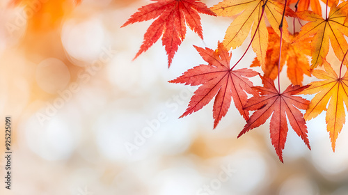 Vibrant Autumn Leaves for Your Next Design Project