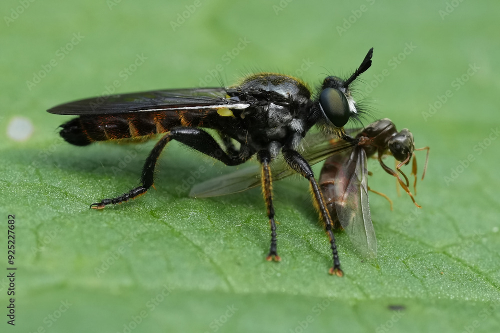 Closeup on a European Golden-haired Robberfly , Choerades marginata predating eating a winged ant in the garden Closeup on a European Golden-haired Robberfly , Choerades marginata predating eating a winged ant in the garden