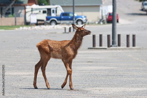 An Elk calf, crossing the parking lot of Gardiner school, in Gardiner, Montana, USA