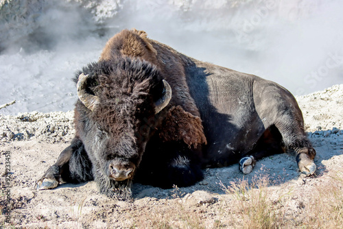 A bison laying in front of a geothermal pool in Yellowstone national park, Wyoming, USA