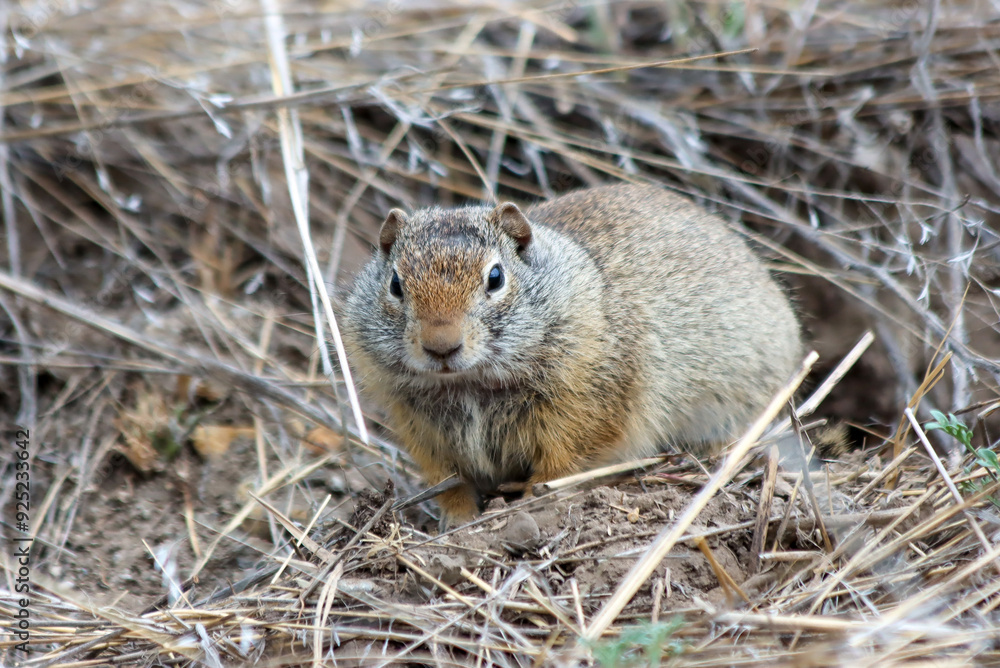 An Uinta ground squirrel, hiding in the grass, in Yellowstone national park, Wyoming, USA An Uinta ground squirrel, hiding in the grass, in Yellowstone national park, Wyoming, USA