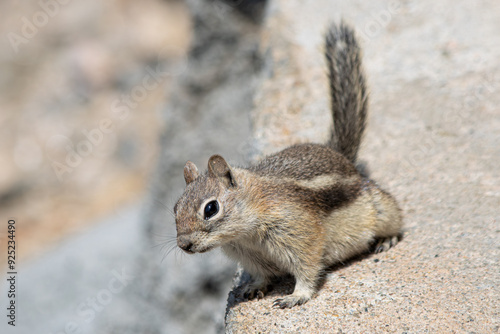 A Golden-Mantled Ground Squirrel peering in interest, in the Rocky mountain national park in Colorado, USA