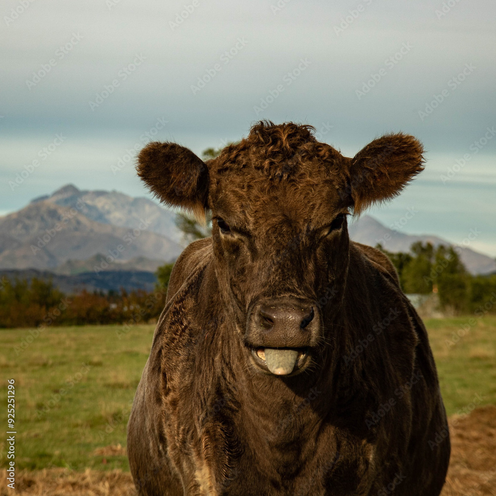 Welcome to Aotearoa wildlife : Farmland animals Welcome to Aotearoa wildlife : Farmland animals