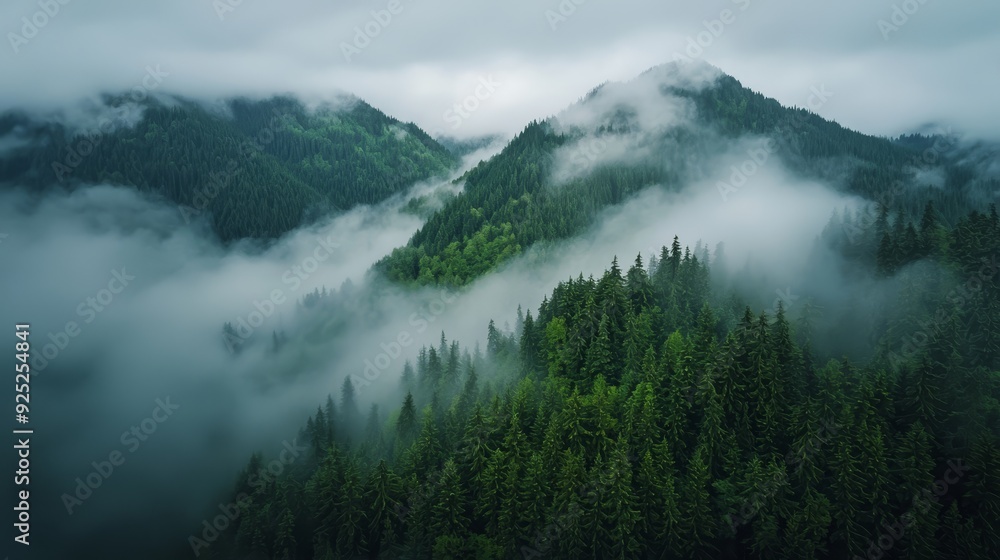 Aerial perspective of a fog-covered forest with clouds close to the ground, featuring select trees in the foreground Aerial perspective of a fog-covered forest with clouds close to the ground, featuring select trees in the foreground