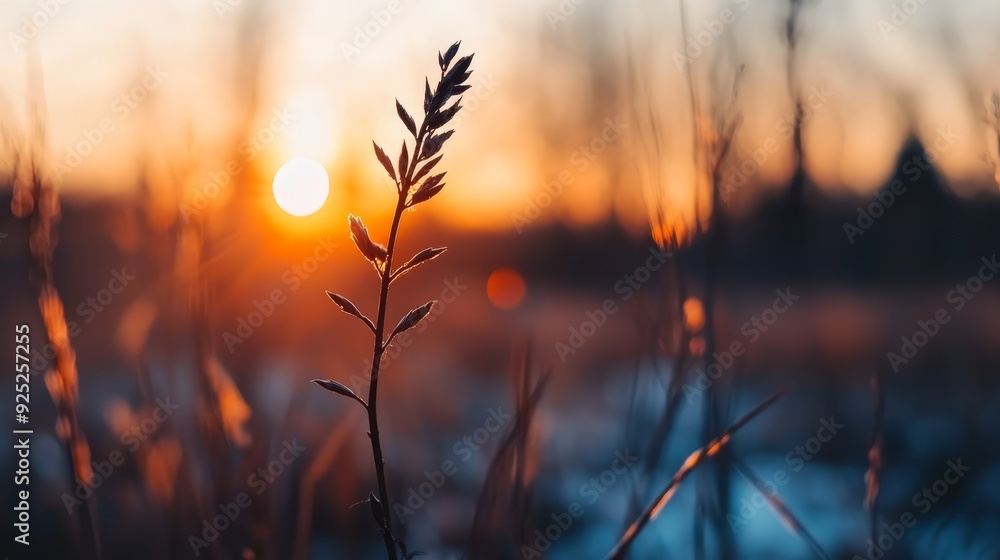 A tight shot of a plant in a field against a backdrop of sunset and trees A tight shot of a plant in a field against a backdrop of sunset and trees