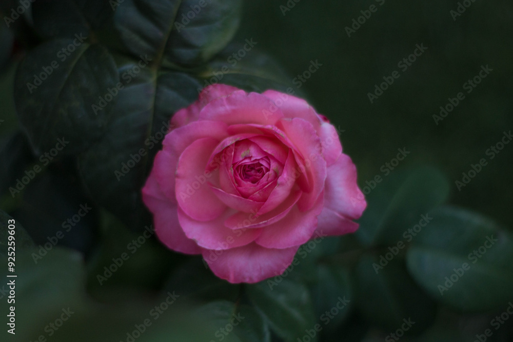 Las flores de mi abuela Las flores de mi abuela
