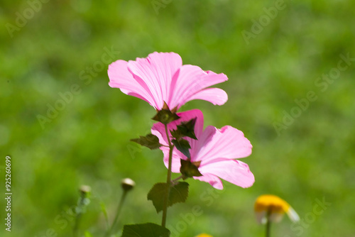 pink flowers in the garden