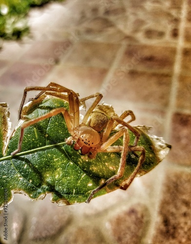 spider on a christmas tree photo