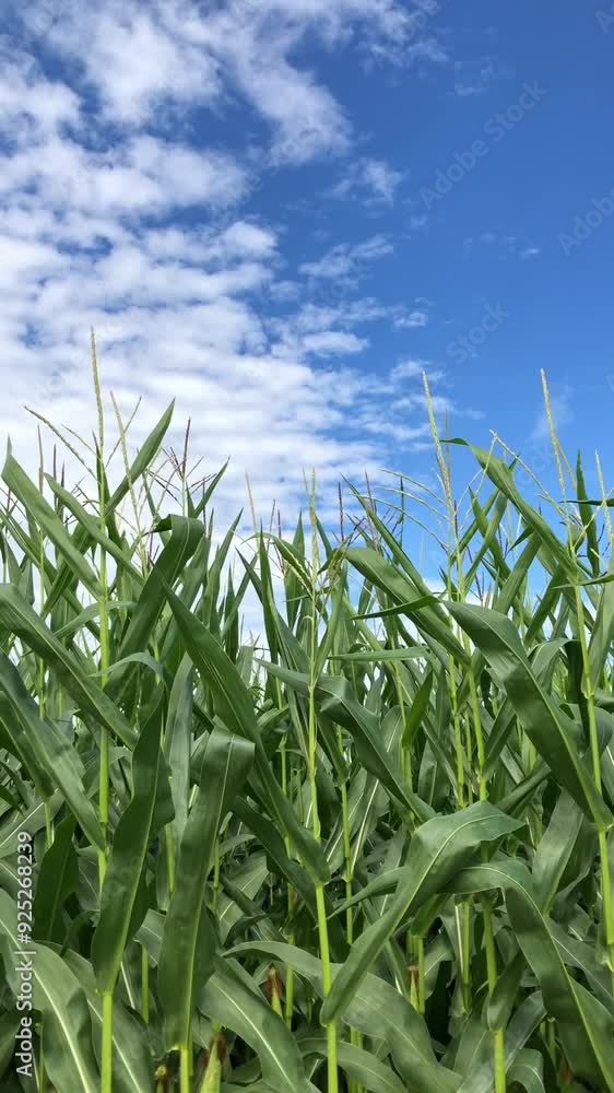 Corn stalks in a cornfield with green leaves in a field in the rural countryside and blue sky with clouds, food growth, agriculture concept vertical video Corn stalks in a cornfield with green leaves in a field in the rural countryside and blue sky with clouds, food growth, agriculture concept vertical video