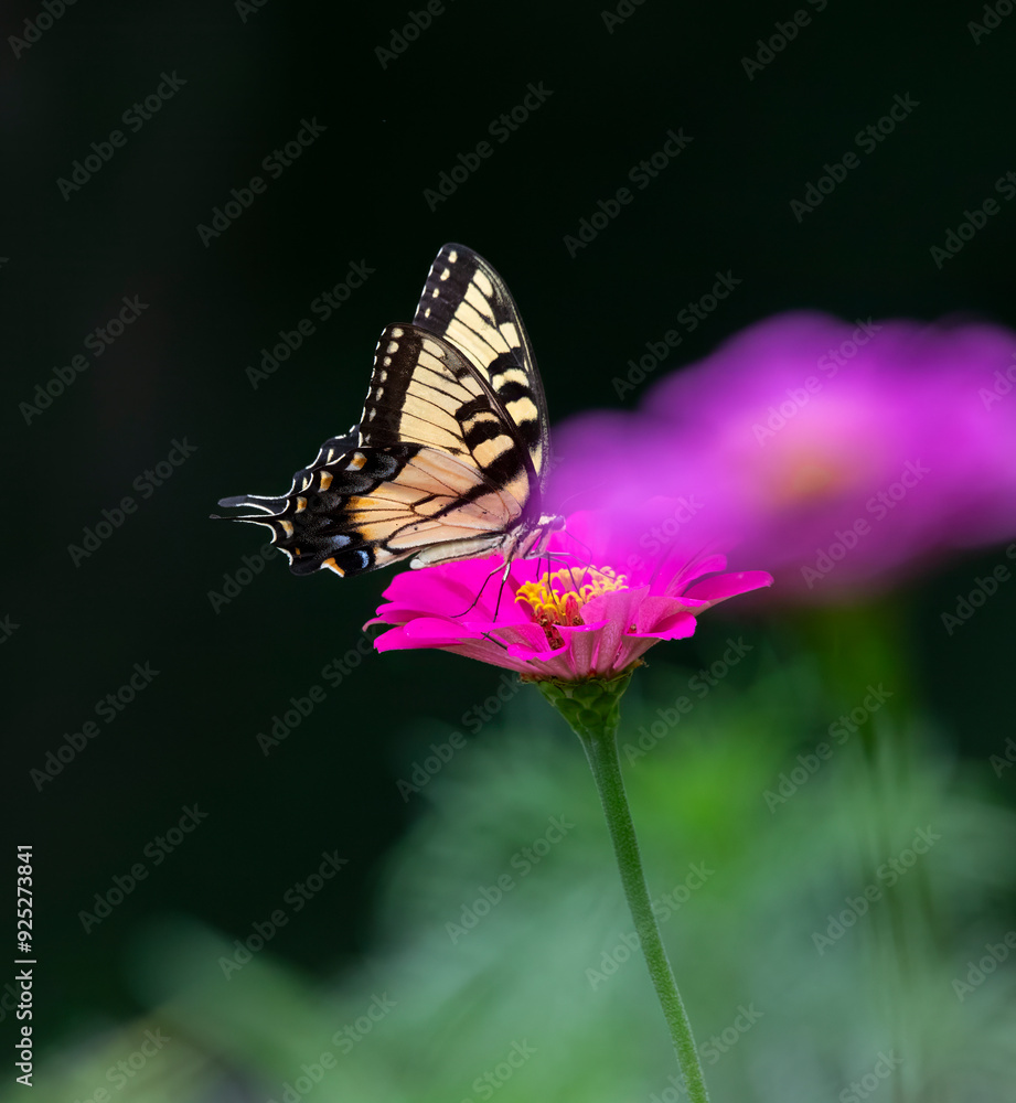 Naklejka premium tiger swallowtail on pink flower