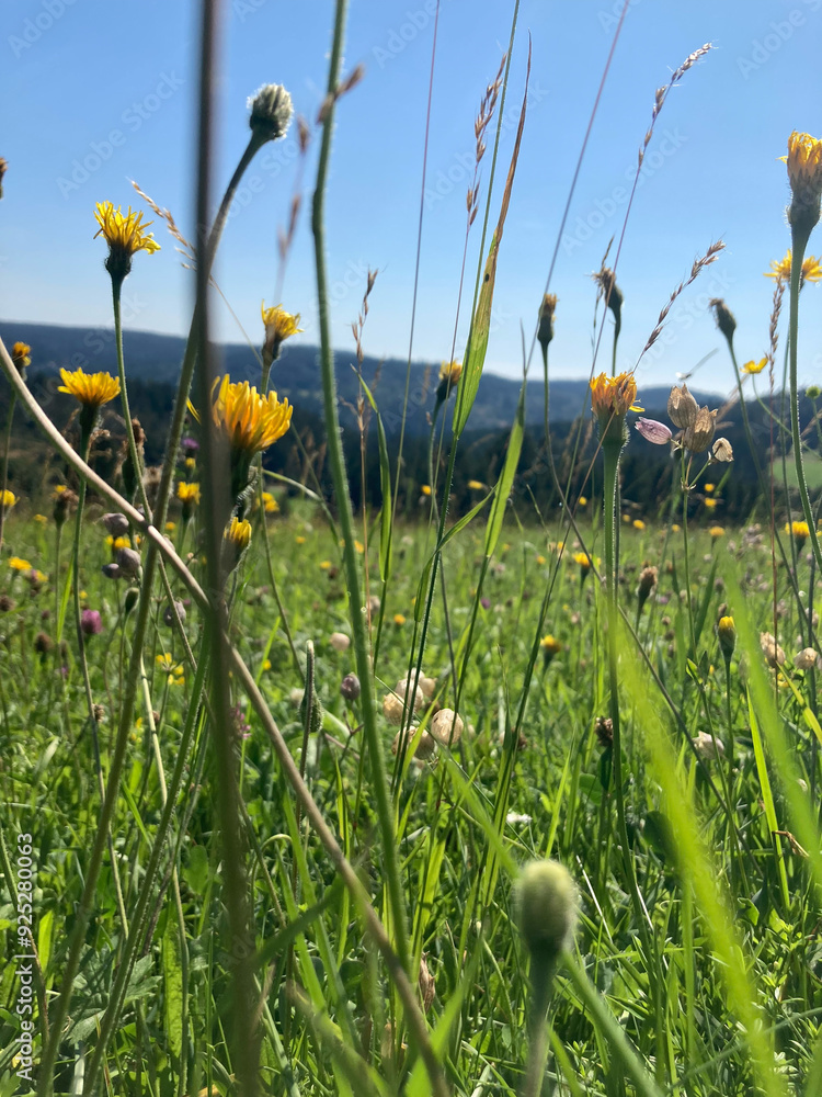 Gelb blühende Feldblumen auf einer sommerlichen Wiese in Nahaufnahme im Schwarzwald, Deutschland