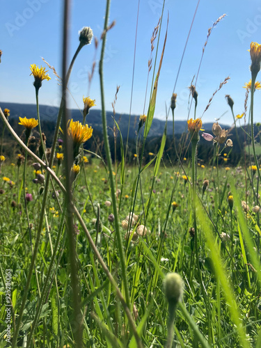 Obraz na płótnie Gelb blühende Feldblumen auf einer sommerlichen Wiese in Nahaufnahme im Schwarzwald, Deutschland w salonie