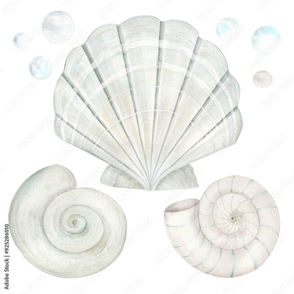 Obraz premium Sea shell scallop and coils. Isolated drawing on a white background. Watercolor illustration in pastel colors. The drawing is hand drawn. Suitable for cards, invitations and textiles.