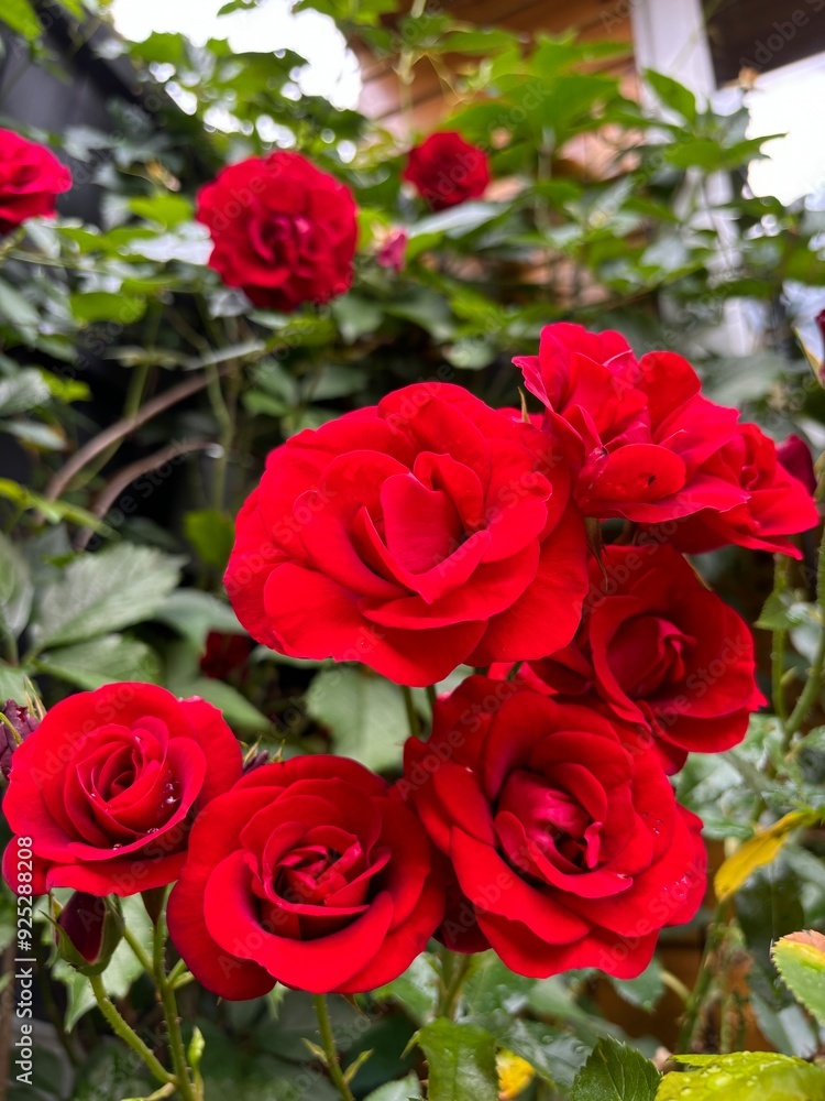 bunch of red bush roses bunch of red bush roses