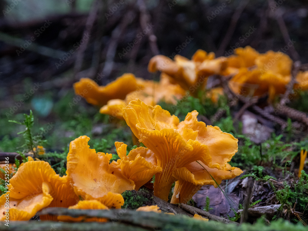 Golden Chanterelle Mushroom (Cantharellus cibarius) in Finnish Forest Golden Chanterelle Mushroom (Cantharellus cibarius) in Finnish Forest