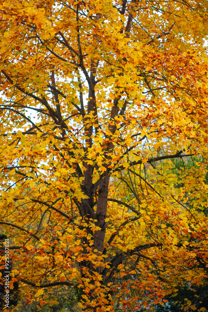Yellow big maple tree foliage in autumn. Yellow big maple tree foliage in autumn.