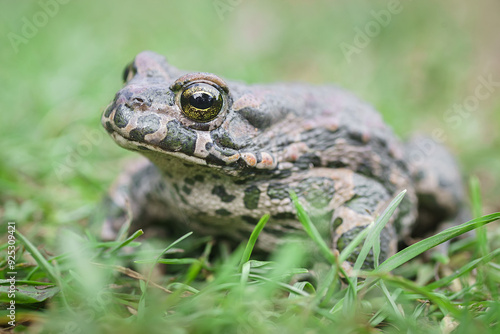 A toad in the middle of bright green leaves.