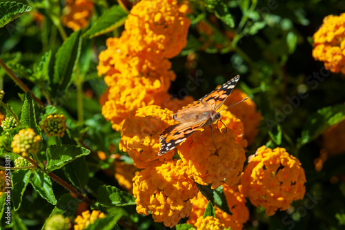 Schmetterling 5 photo