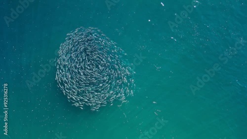 A large group of schooling fish swimming in the same direction creating a circle pattern. Drone animal behaviour capture