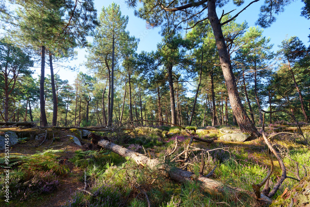 Hillside off the High plains rock. Fontainebleau forest Hillside off the High plains rock. Fontainebleau forest