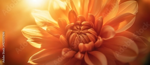 Close-up of an Orange Dahlia Blossom with Sunlit Petals photo