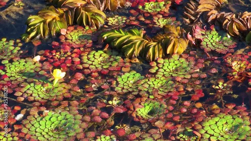 Aquatic plants natural pattern surface. Water caltrop lake. Trapa bicornis (Water Chestnut).