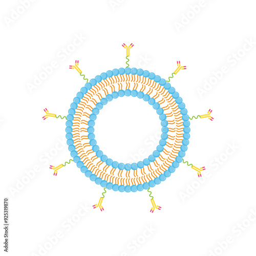 Liposome, Antibody-modified liposomes. Phospholipids, Drug encapsulation. Vector illustration.