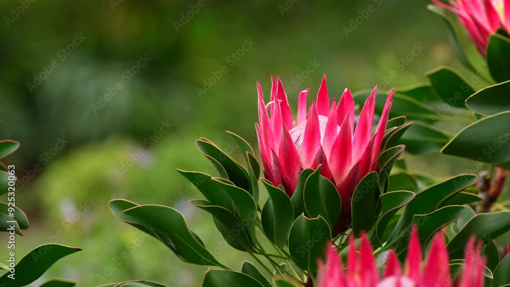 Vibrant flower heads of King Protea sway in wind, telephoto Vibrant flower heads of King Protea sway in wind, telephoto